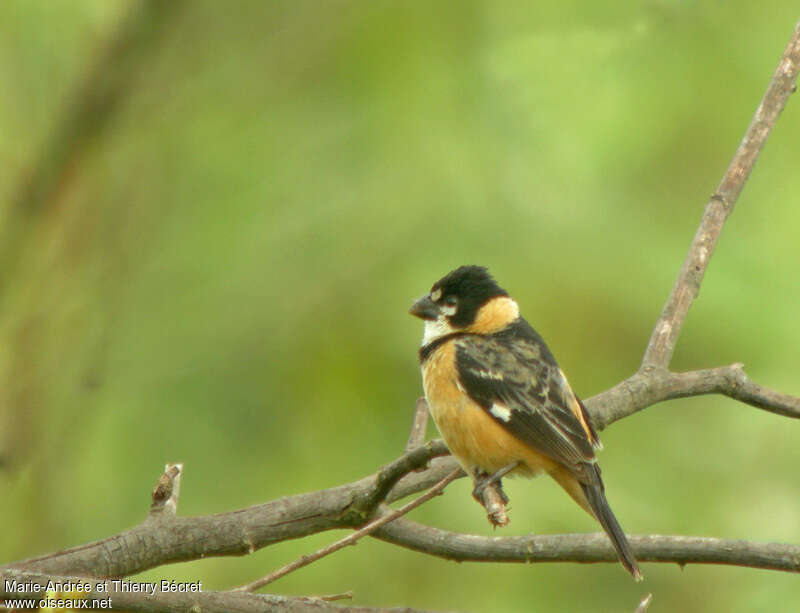 Rusty-collared Seedeater male adult