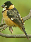 Rusty-collared Seedeater