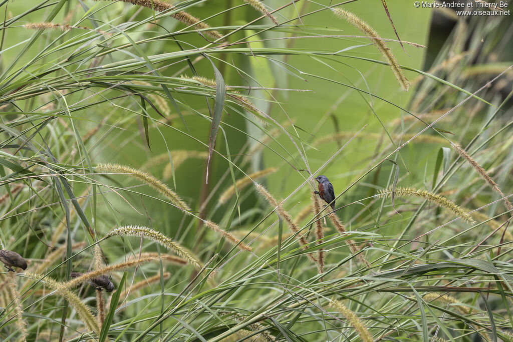 Chestnut-bellied Seedeater