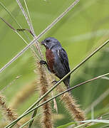 Chestnut-bellied Seedeater