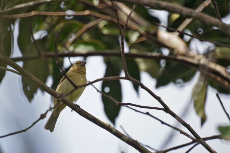 Yellow-bellied Seedeater female