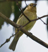 Yellow-bellied Seedeater