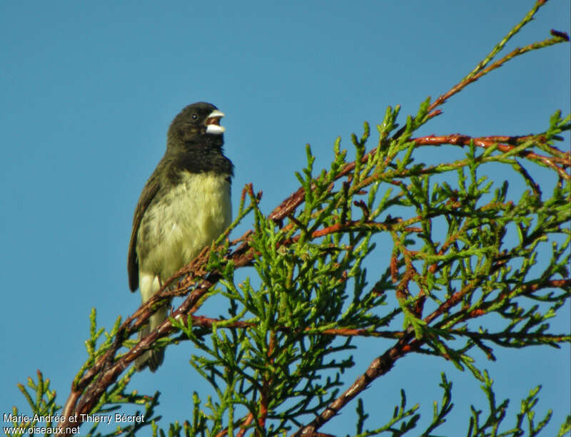 Sporophile à ventre jaune mâle adulte, pigmentation, chant