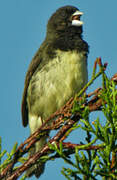 Yellow-bellied Seedeater