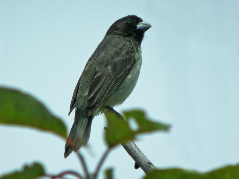 Yellow-bellied Seedeater