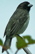 Yellow-bellied Seedeater