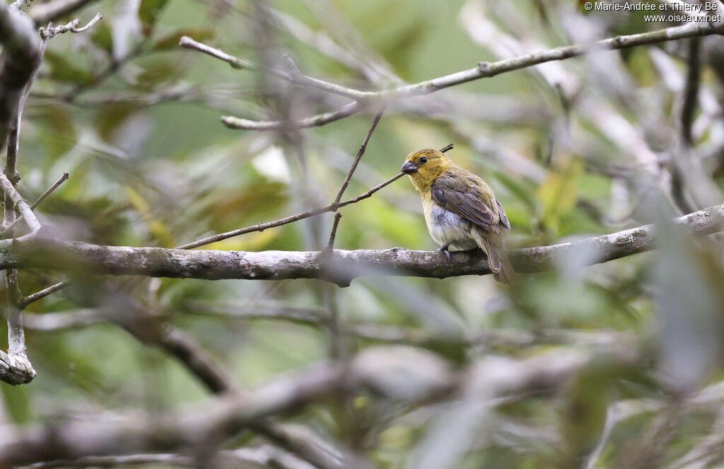 Yellow-bellied Seedeater female