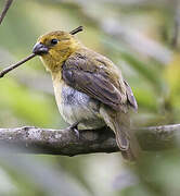 Yellow-bellied Seedeater