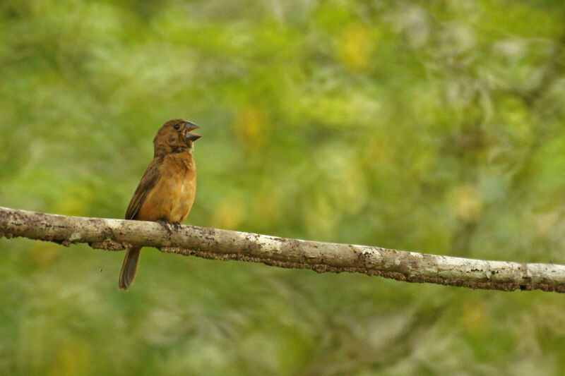 Chestnut-bellied Seed Finch