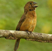 Chestnut-bellied Seed Finch