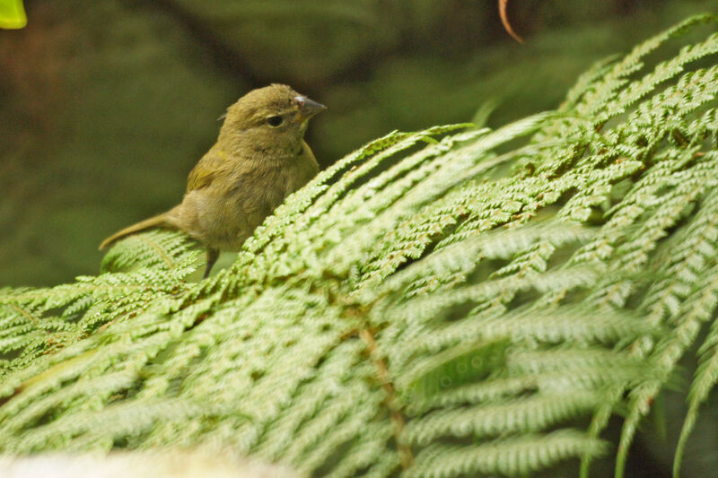 Yellow-faced Grassquitjuvenile