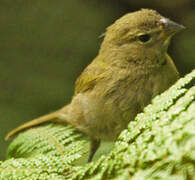 Yellow-faced Grassquit