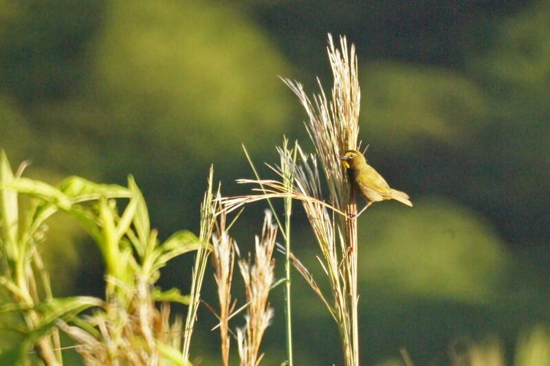 Yellow-faced Grassquit