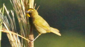 Yellow-faced Grassquit