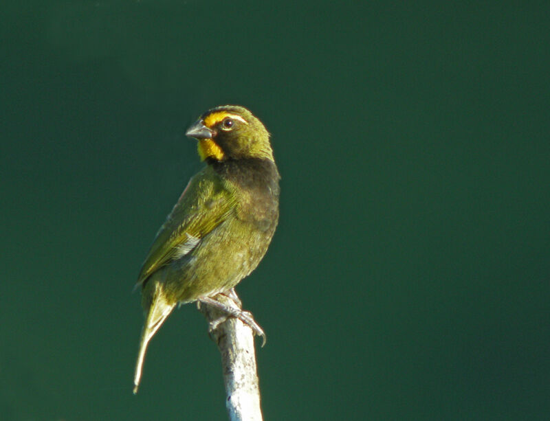 Sporophile grand-chanteur mâle adulte, identification