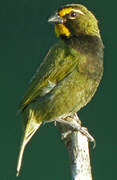 Yellow-faced Grassquit