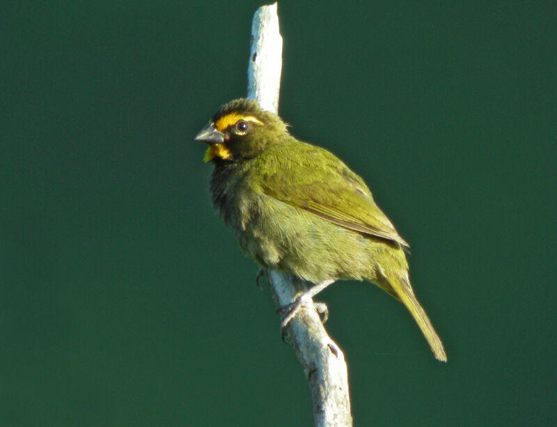 Yellow-faced Grassquit