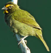 Yellow-faced Grassquit