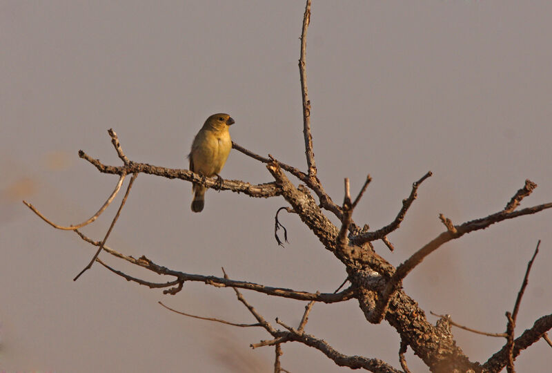 Plumbeous Seedeater