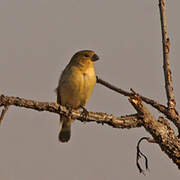 Plumbeous Seedeater