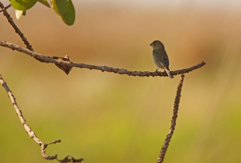 Plumbeous Seedeater