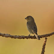 Plumbeous Seedeater