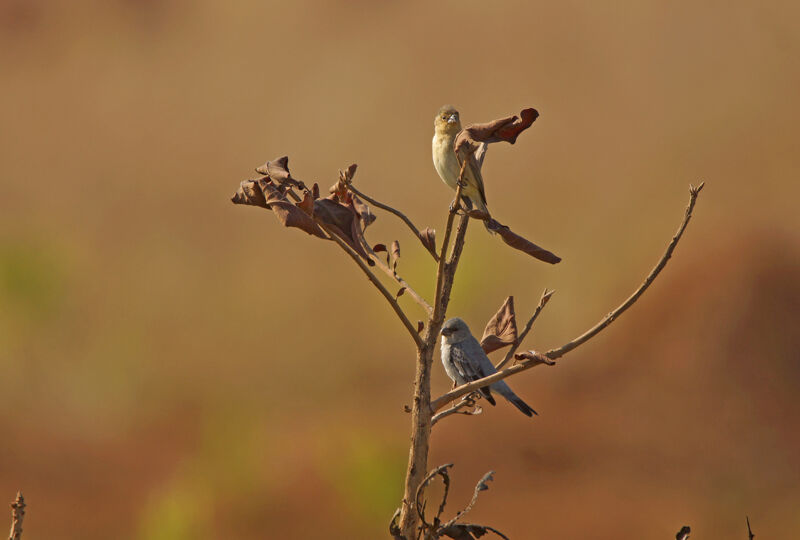 Plumbeous Seedeateradult