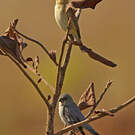 Sporophile gris-de-plomb