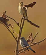 Plumbeous Seedeater