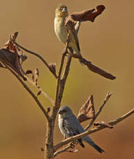 Sporophile gris-de-plomb