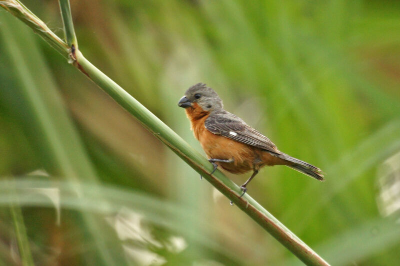 Ruddy-breasted Seedeater