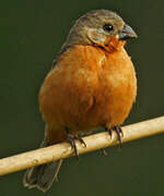 Ruddy-breasted Seedeater