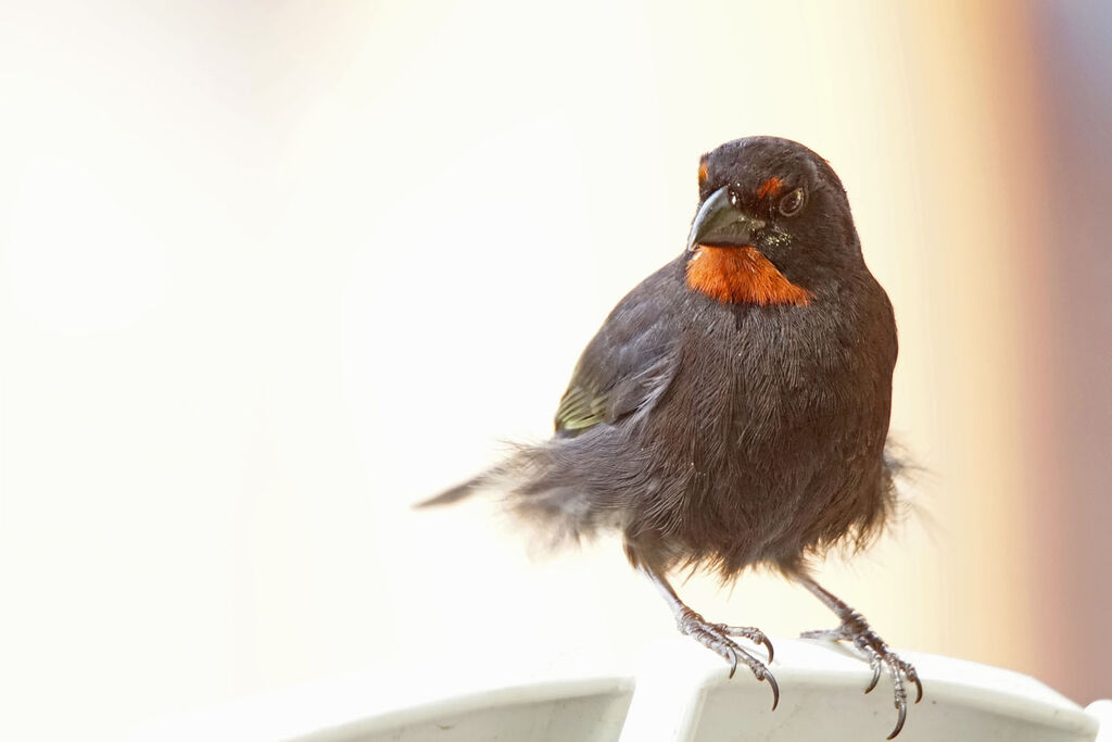 Lesser Antillean Bullfinch male