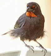 Lesser Antillean Bullfinch