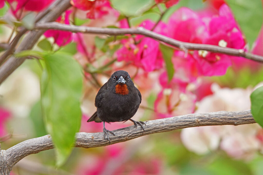 Lesser Antillean Bullfinch male