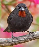 Lesser Antillean Bullfinch