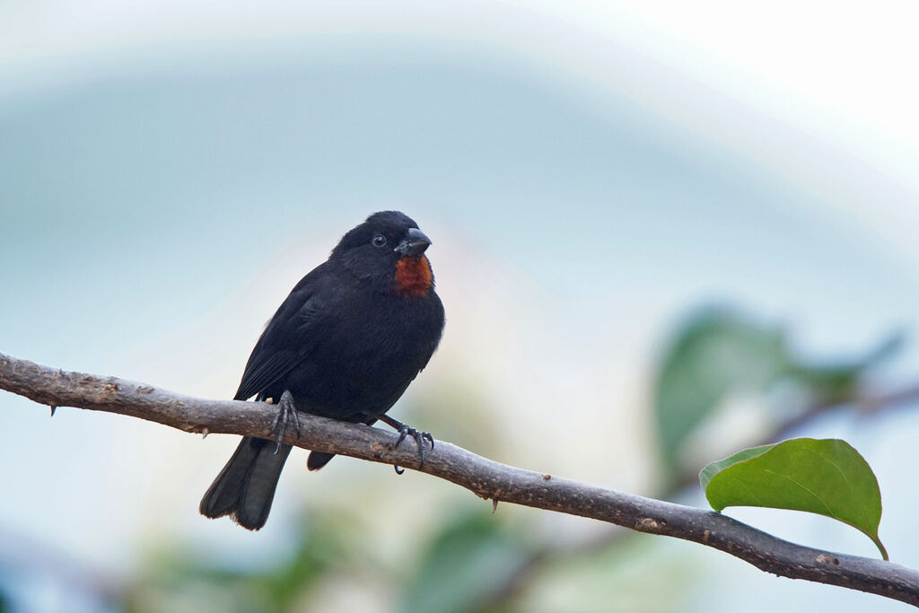 Lesser Antillean Bullfinch male