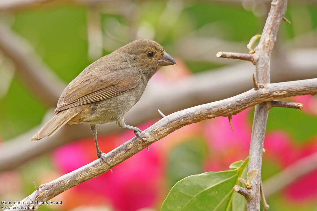 Lesser Antillean Bullfinch female adult, identification