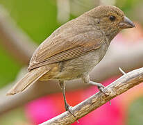 Lesser Antillean Bullfinch