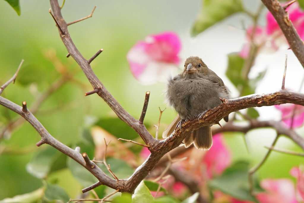 Lesser Antillean Bullfinch female