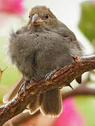 Lesser Antillean Bullfinch