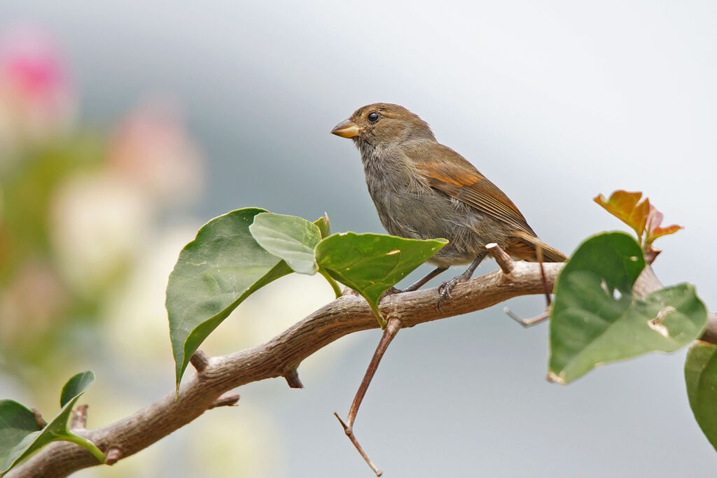 Lesser Antillean Bullfinch female