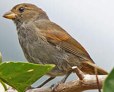 Lesser Antillean Bullfinch