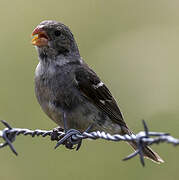 Drab Seedeater