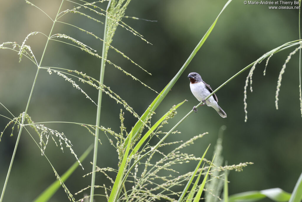 Chestnut-throated Seedeater male