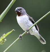 Chestnut-throated Seedeater