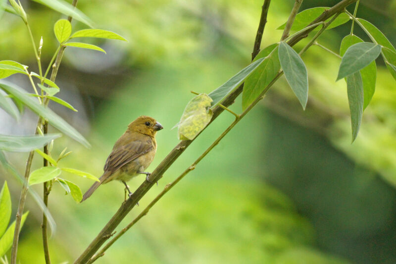 Variable Seedeater