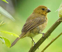 Variable Seedeater