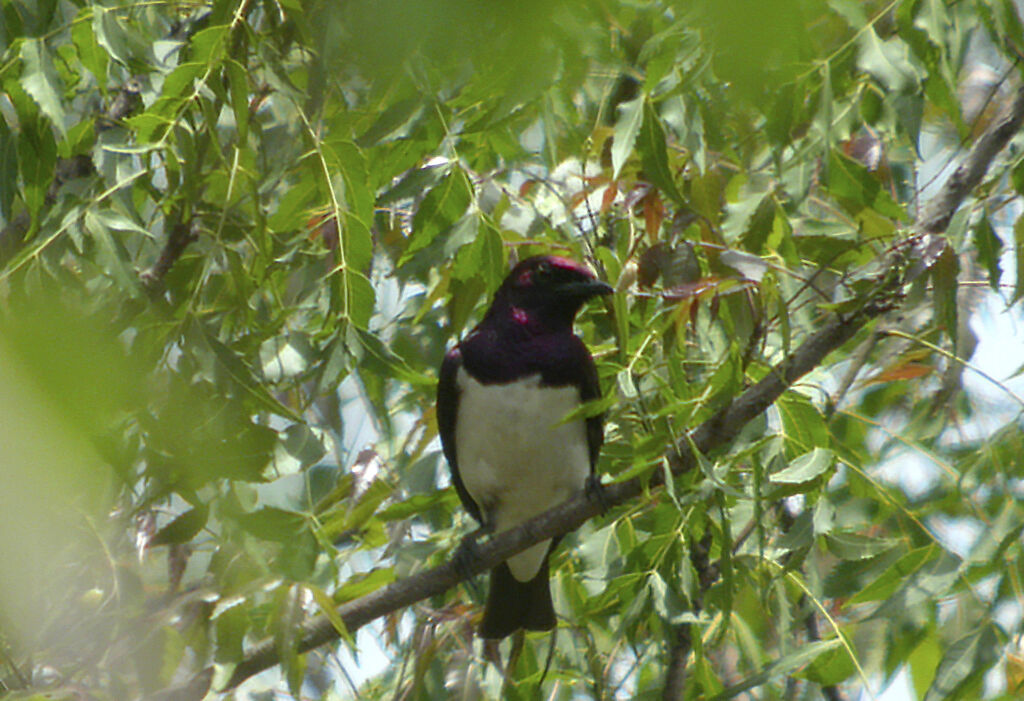 Violet-backed Starling