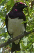 Violet-backed Starling